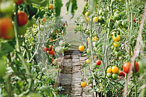 Green and red tomatoes in greenhouse or vegetable garden