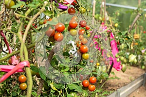 Green and red tomatoes grow in the vegetable garden. New harvest in vegetable garden