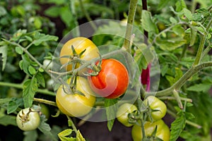 Green and red tomatoes ripen in the garden. Growing vegetables on the ground for vitamins. Agriculture