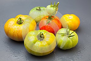 Green and red tomatoes, ripening process