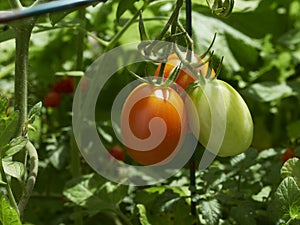 Green and red tomatoes on the vine in the garden