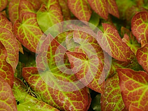 Green and red variegated epimedium leaves