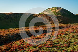 Green and Red Vegetation at Fort Ord Dunes State Park