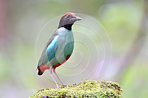 green and red vented bird standin gon mossy ground durin passage trip in Thailand, hooded pitta photo