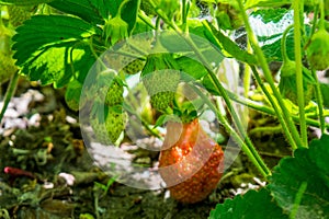 Green and red verdant small strawberries singing in the garden