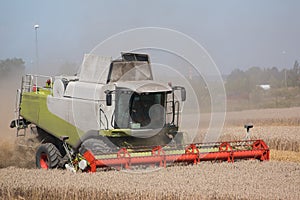 green red working harvesting combine in the field of wheat