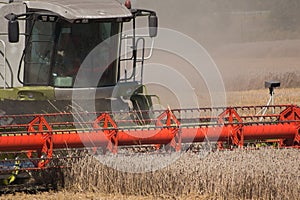 green red working harvesting combine in the field of wheat