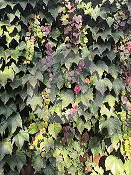 Green red yellow fresh hedera leaves