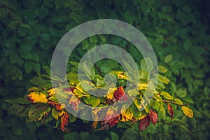 Green, red, yellow leaves of a tree, colorful autumn lights. Abstract weather, nature background concept