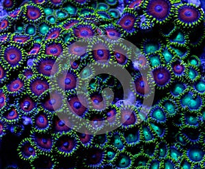 Green and Red Zoanthid Polyp Coral