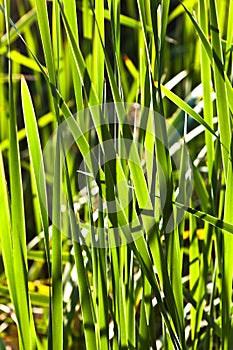 Green reed