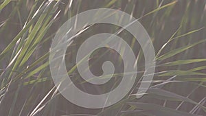 Green reed background. Stock. Close-up of reed bushes rustling in wind. Long stems of green grass bend in wind in