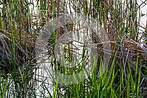 Green Reed and Cattail on a Lake.