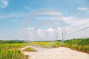 Green reed field at Hwaseong Fossilized Dinosaur Egg Site in Hwaseong, Korea