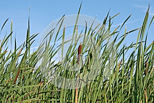 Green reed