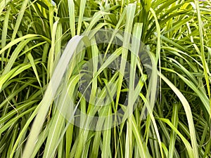 green reed grass nature background