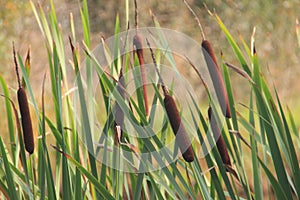 green reed grass nature leaves with wind blowing and flower blossom on natural