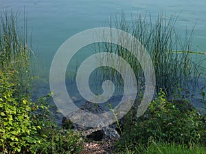 Green reed at the lake side