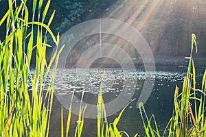 Green reed on the lake and sun rays