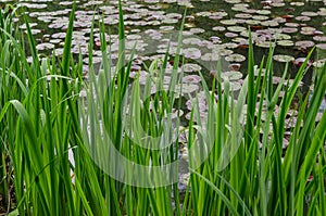 Green Reed on a Lake with water lilly