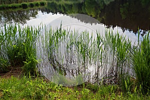 Green reed at the moor lake shore, reflection in the water