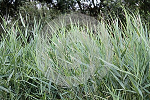 Green reed Phragmites australis in wild