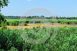 Green reed plants in a lake