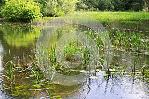 Green reed on surface of swamp in forest