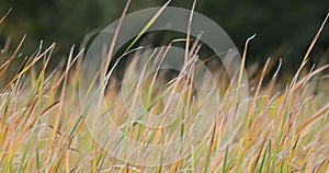 Green reeds  blowing in the wind