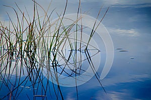 Green reeds in blue water