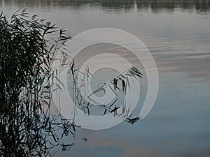 Green reeds  on blue water background