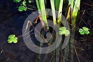 Green reeds growing in dark water, roots and small leaves close up