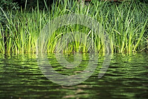 Green reeds on the lake shore.