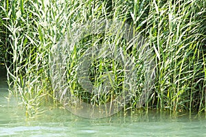 Green reeds in nature