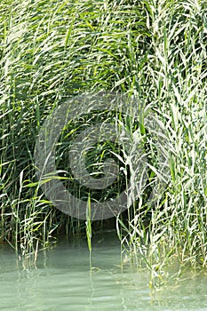 Green reeds in nature