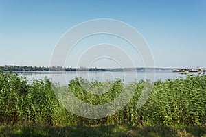 Green reeds near the river and blue sky