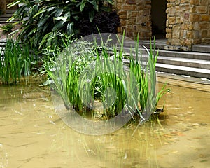 Green reeds in pool outside building