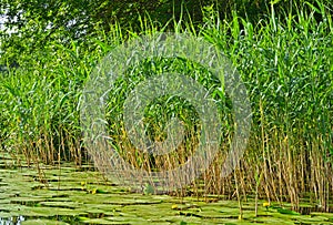 Green reeds on the river.