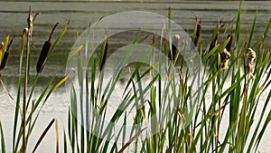 Green reeds sway in wind close up. Calm summer landscape. Summer sultry noon on shore of forest lake. HD slowmo video