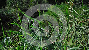 Green reeds sway in the wind and confer with summer sunlight.