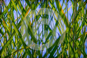 Green reeds