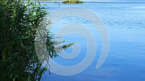 Green reeds and vegetation reflect in the blue water of a Minnesota lake