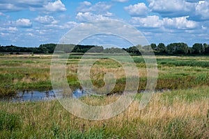 Green reeds and water plants at the banks of the river Dyle, Duffel, Belgium