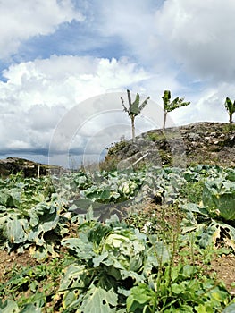 Green refreshing view of vegetable farm during cloudy day.