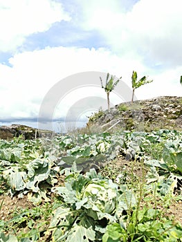 Green refreshing view of vegetable farm during cloudy day.