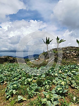 Green refreshing view of vegetable farm during cloudy day.