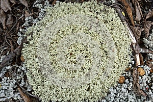 Green reindeer lichen (fruticose) on granite in Wilmot, New H