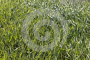 Green repeatedly mown grass in the meadow