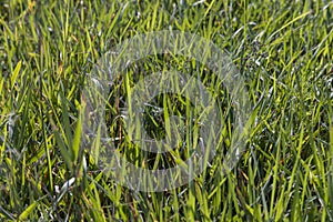 Green repeatedly mown grass in the meadow