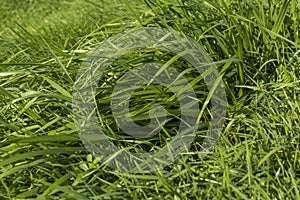 Green repeatedly mown grass in the meadow